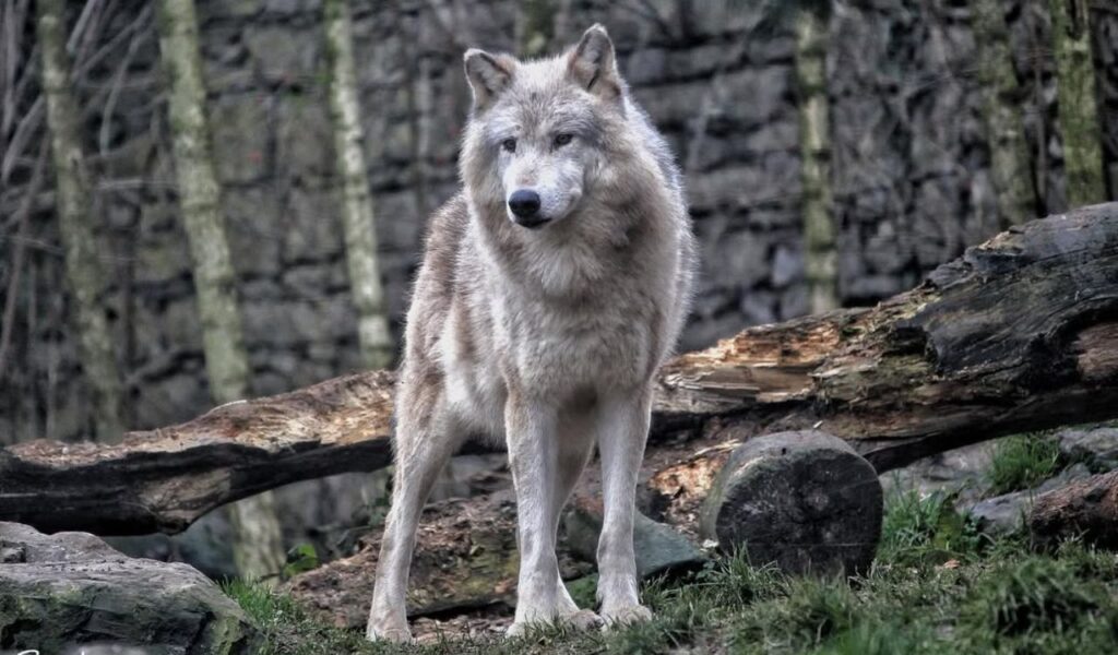 Northwestern Wolf standing alert on forest ground near fallen logs.