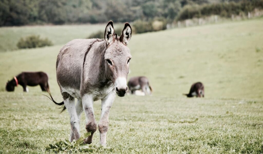 Donkey walking in pasture with others grazing