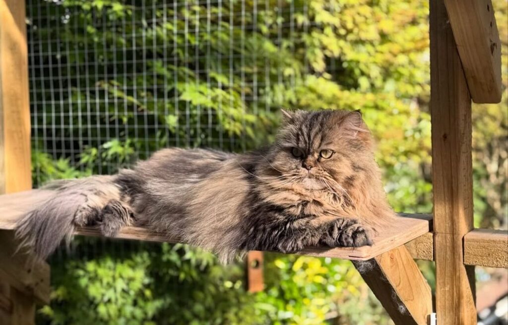 Fluffy tabby lounging on a platform in a catio.