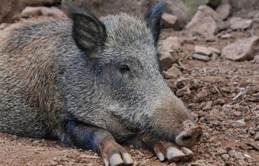 Wild boar lying on dry dirt with its head resting on its front legs.