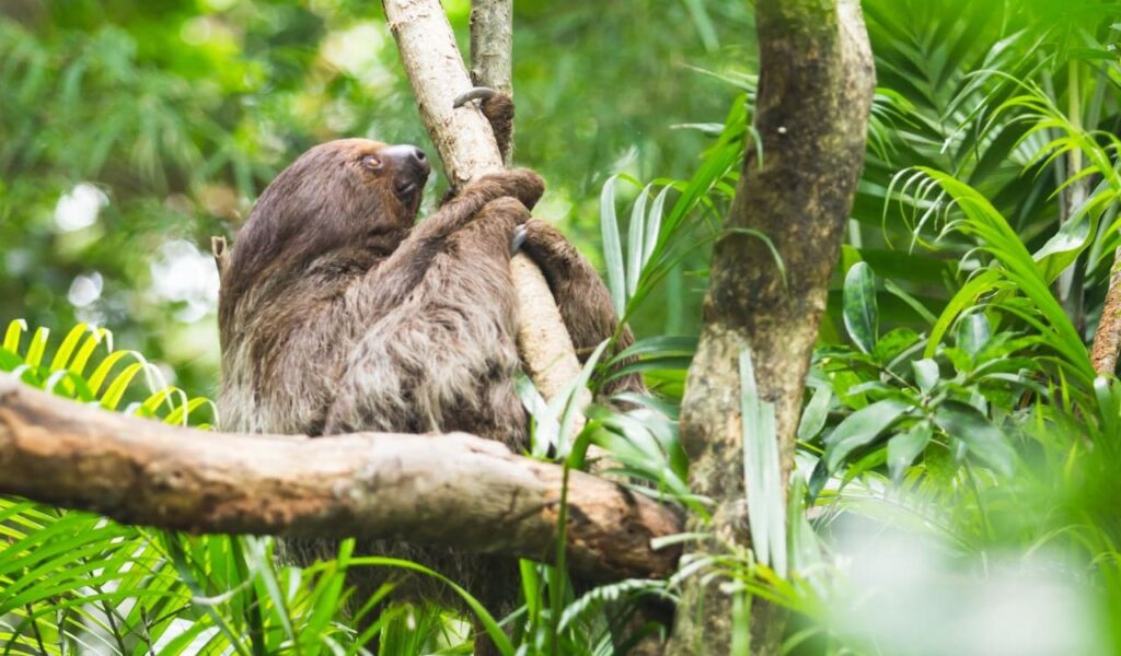 Sloth climbing a tree in jungle