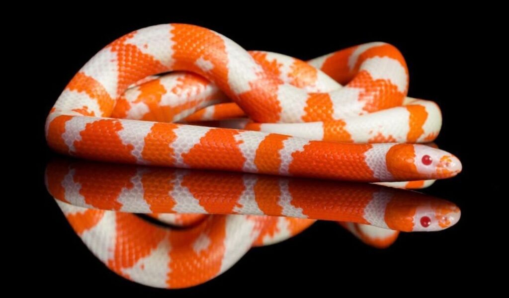 Honduran Milk Snake with bright orange and white bands on a black reflective surface.