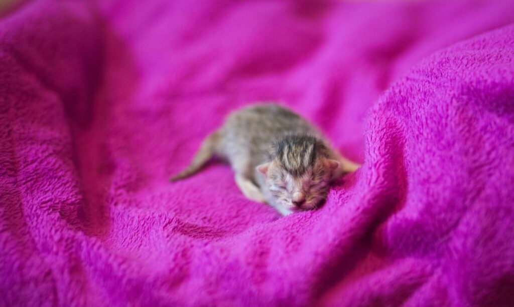 Warm resting area for kitten