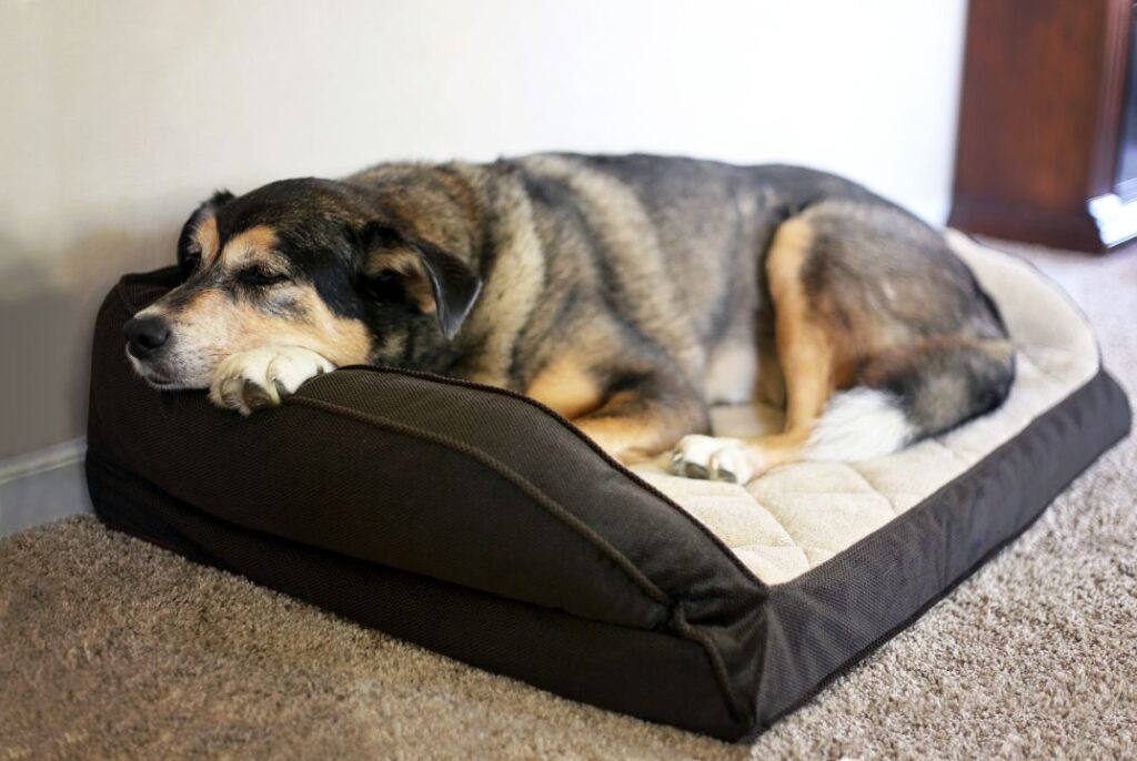 10 Common Dog Illnesses Every Pet Parent Should Know