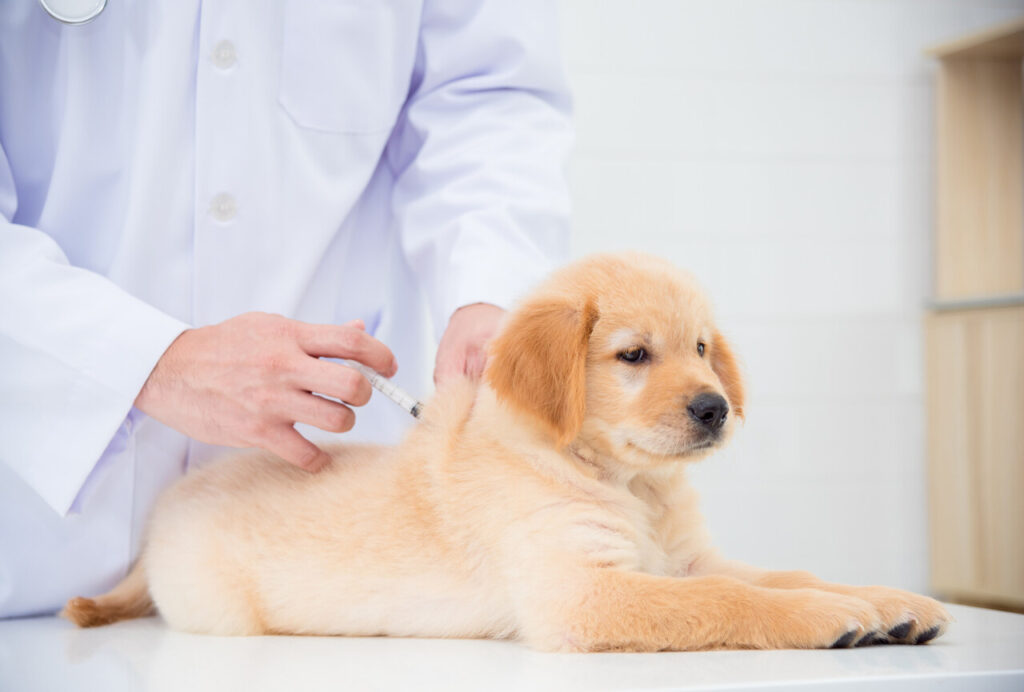 8 Crucial Dog Vaccinations You Should Never Skip (And Why)