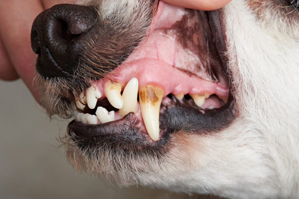 Plaque and Tartar Build-Up Happens Fast
