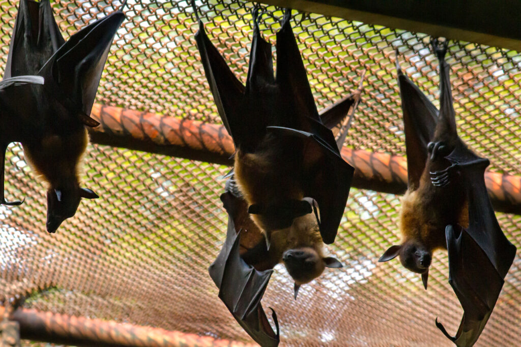 Bats form strong bonds