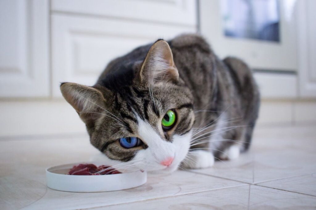 Cat refusing to eat (change in appetite)
