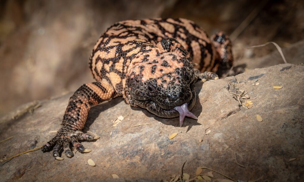 gila monster