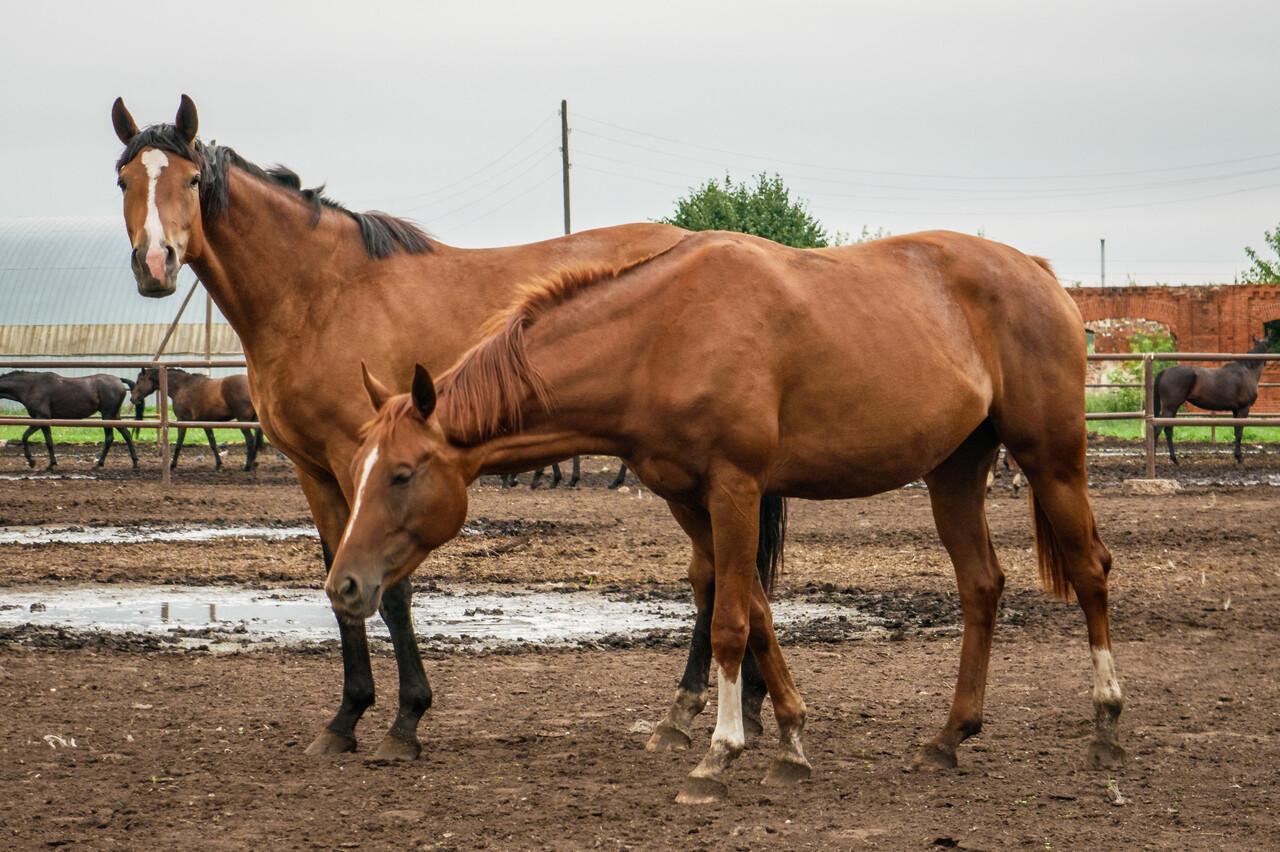10 Horse Breeds Bred for Sheer Strength and Endurance