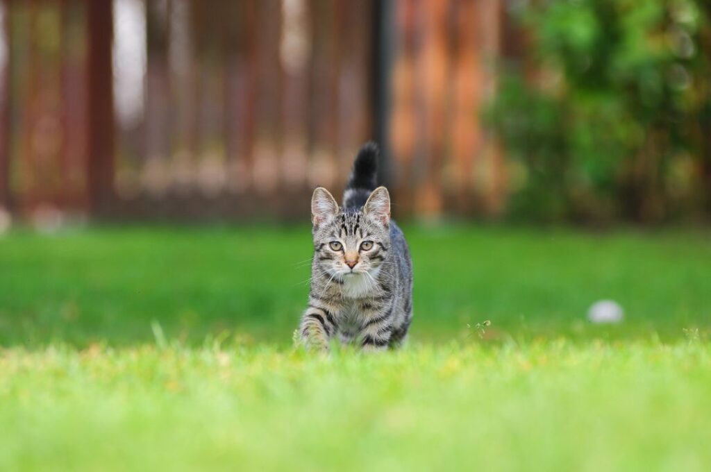 Cat restlessness/pacing
