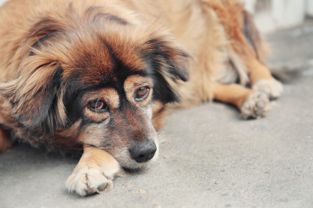 7 Ways to Spot Cognitive Decline in Aging Dogs (And How to Support Them)