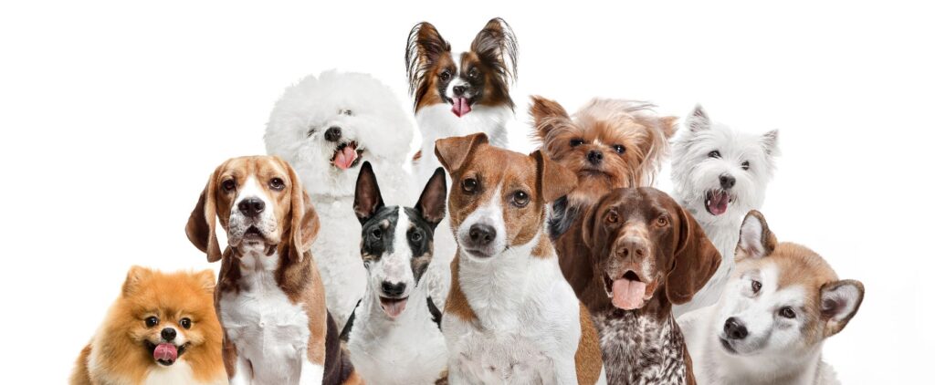 5 Scientific Insights Into Dog Breed Differences