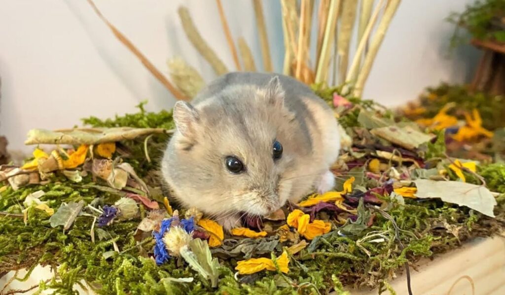 hamster sitting on moss with dried flowers.