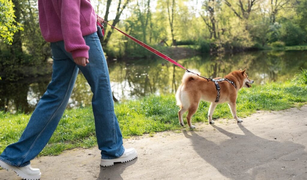 Woman walking Shiba Inu by lake