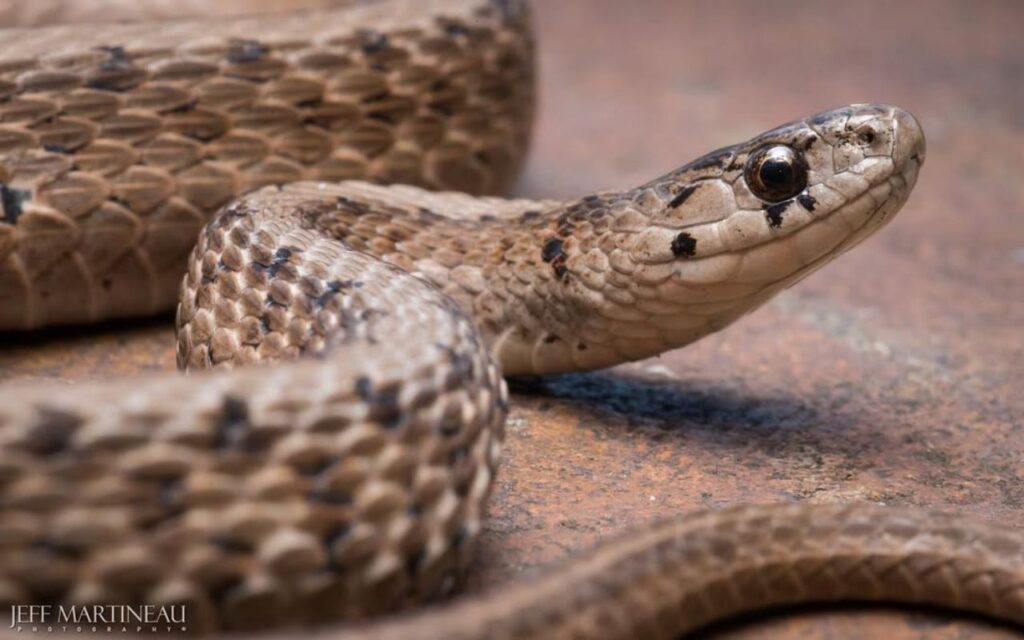 Close-up of a coiled Dekay’s brown snake resting on a flat surface.