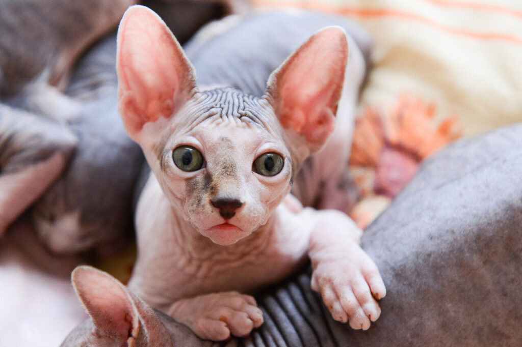 Sphynx Cat