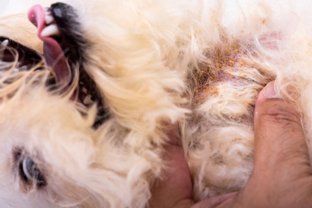 Dog Allergies