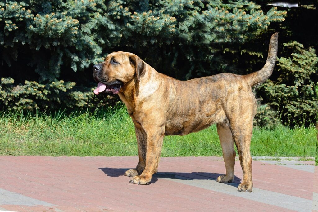 presa-canario
