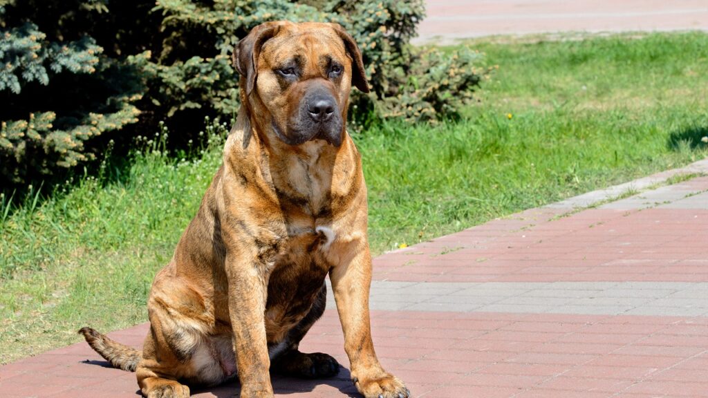 perro-de-presa-canario