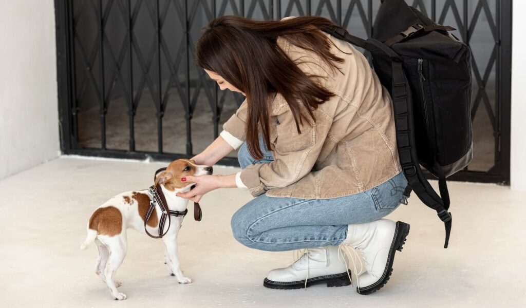 Woman greeting small dog indoors