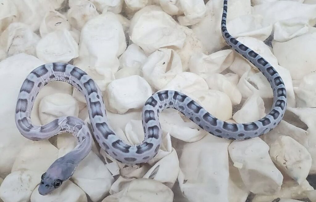 Scaleless Texas Rat Snake with dark markings on white stones.