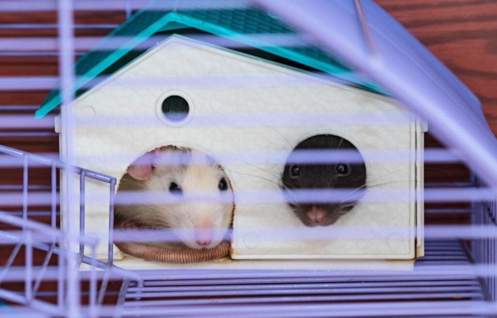Two pet rats peeking out of a small white plastic house.