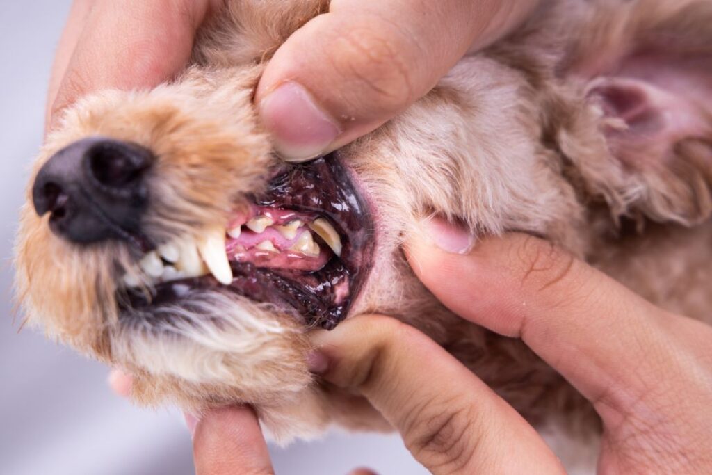 Dog Gum Disease