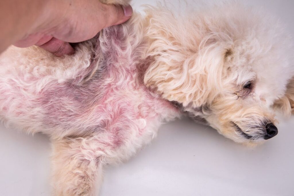 8 Hidden Reasons Your Dog’s Coat Looks Dull (And How to Fix It)