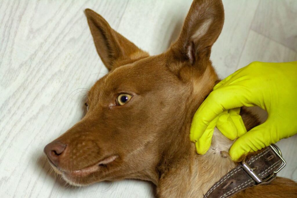 Dog lyme disease spread by ticks