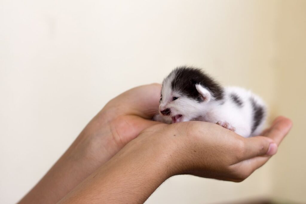 Stimulate kitten elimination