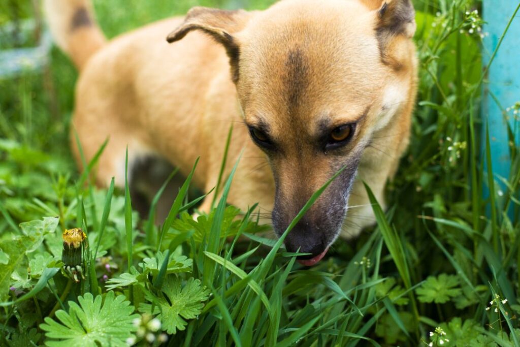 Dog eating grass