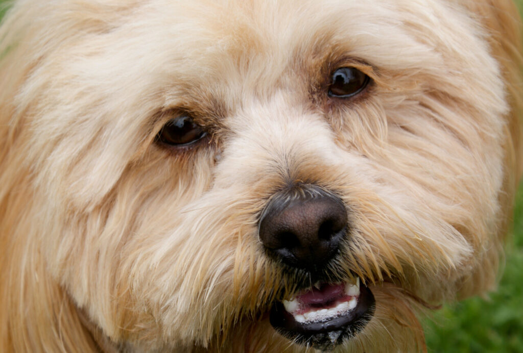 Dog Whimpering, Whining, or Unusual Vocalizations