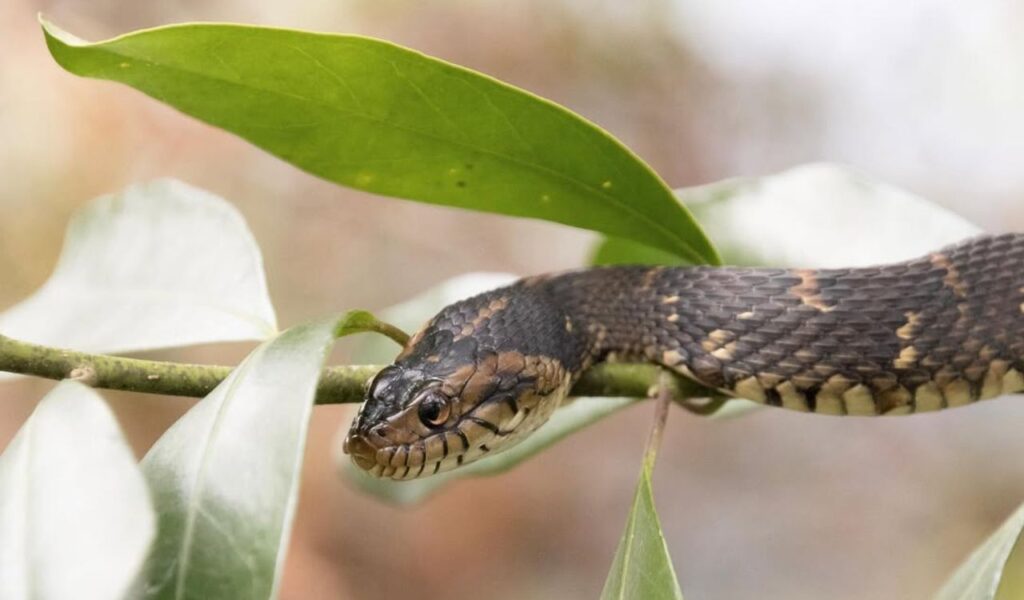 A Banded Water Snake resting on a leafy branch, partially hidden among the foliage.