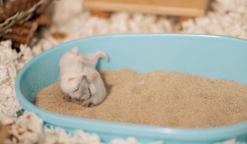 Hamster rolling in a blue dish filled with sand.