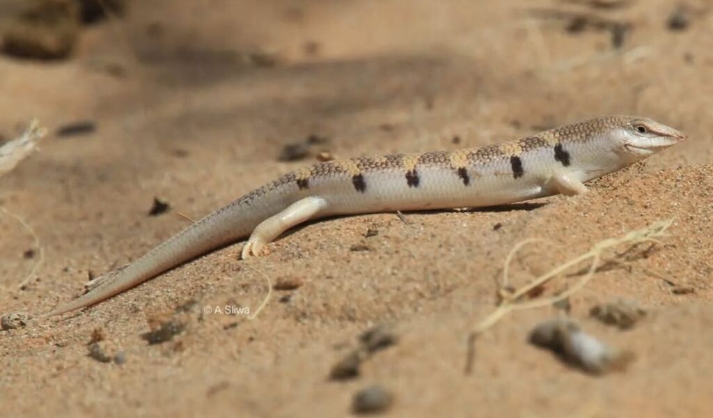 Long, sand-colored lizard with small legs lying on desert ground.