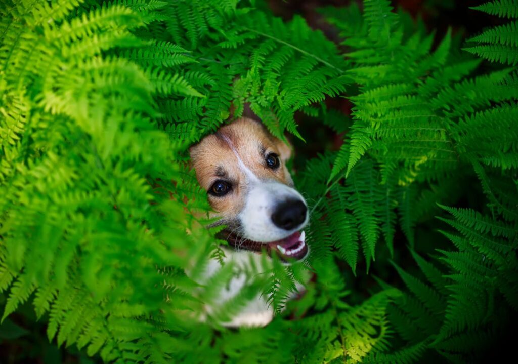 Dog hide and seek