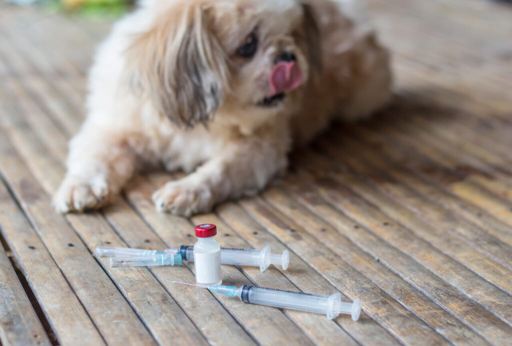 Dog rabies vaccination