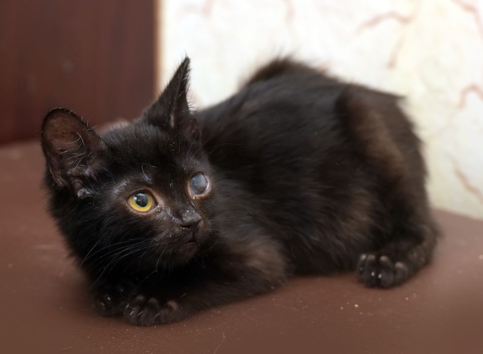 Cat corneal ulcer