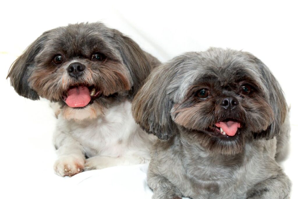 Shih Tzu Inbreeding