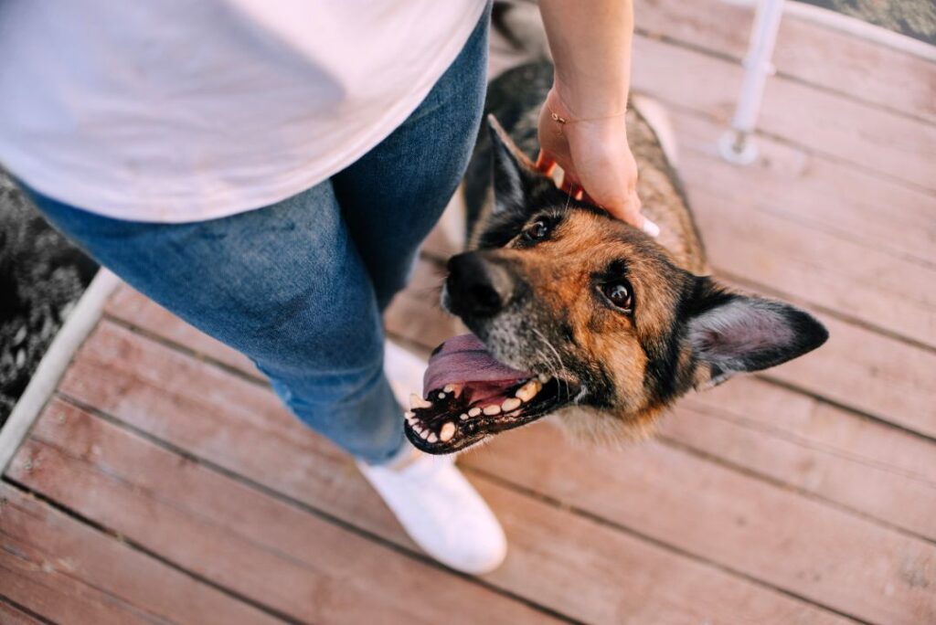 Dog as built in best friend