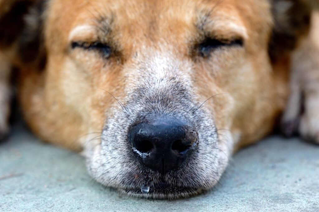 Canine influenza (dog flu)