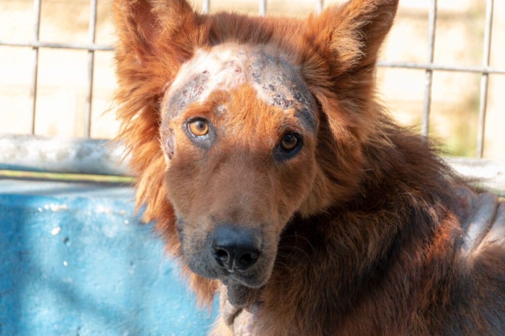 Dog Allergies and stress