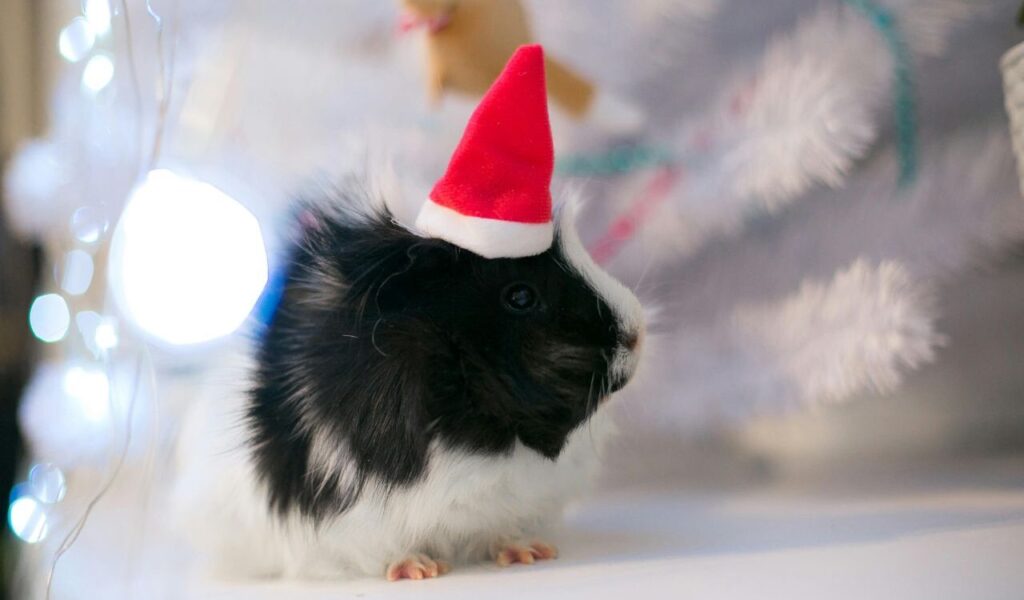 Black and white guinea pig wearing a tiny red Santa hat.