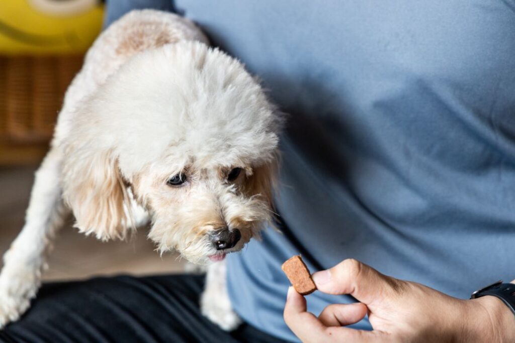 Dog Having Bloat