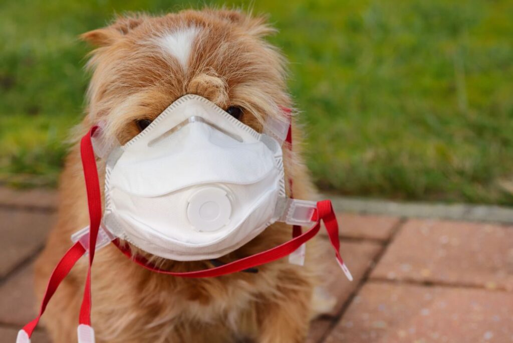 Dog with kennel cough