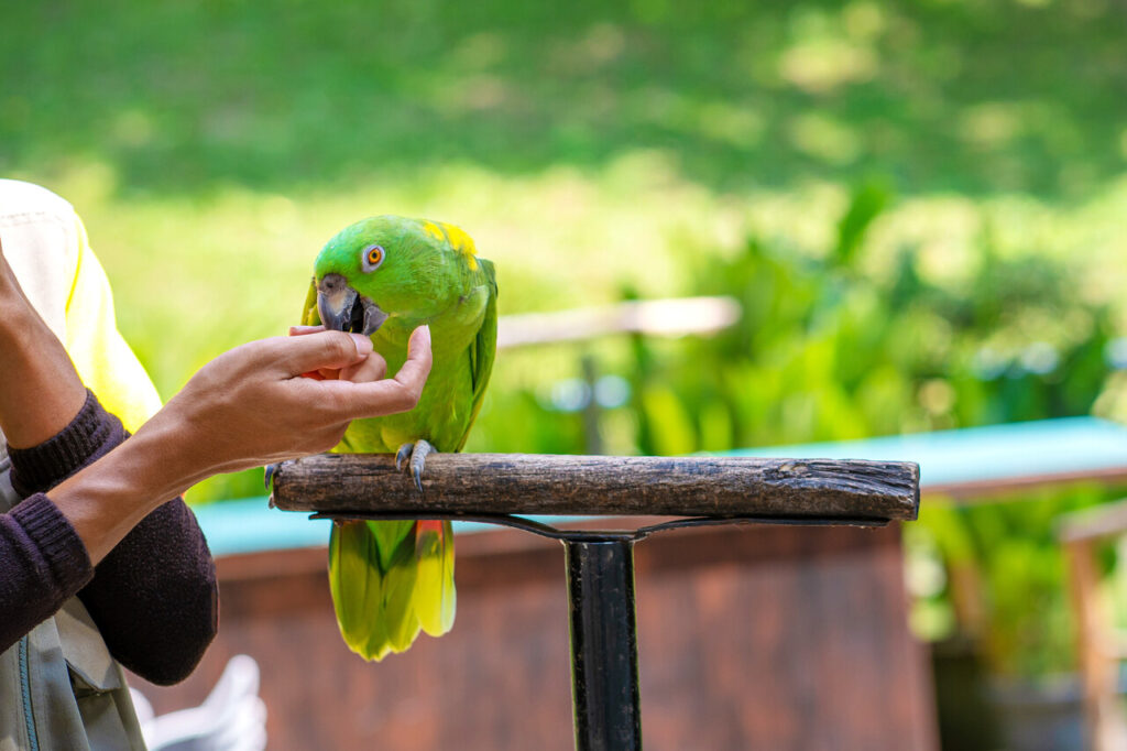 Parrot repeating parrots