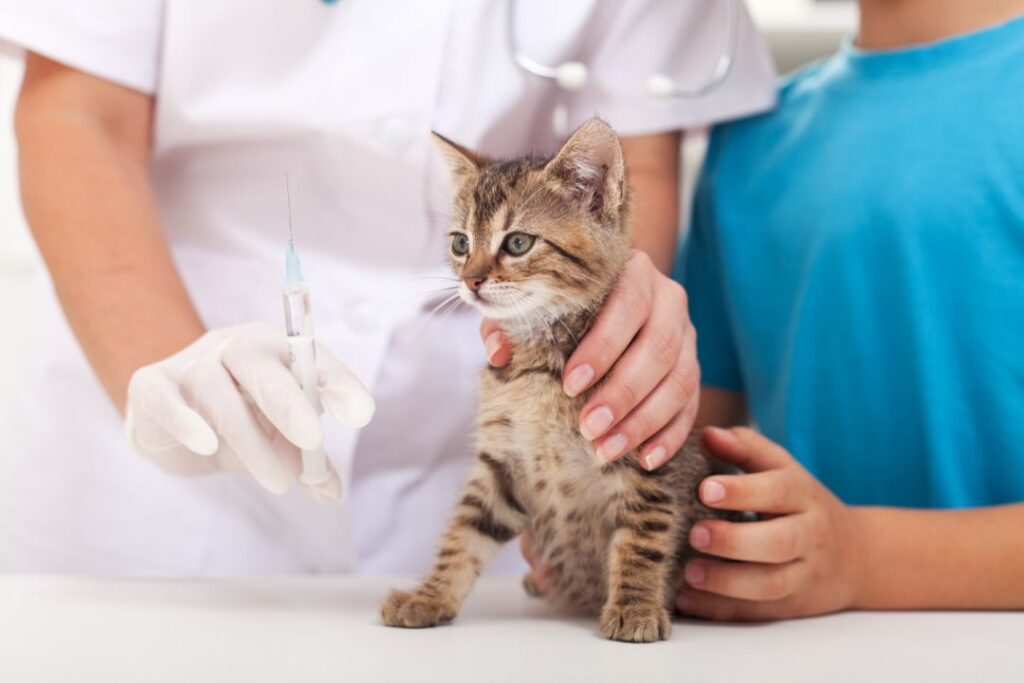 FVRCP Cat Vaccine