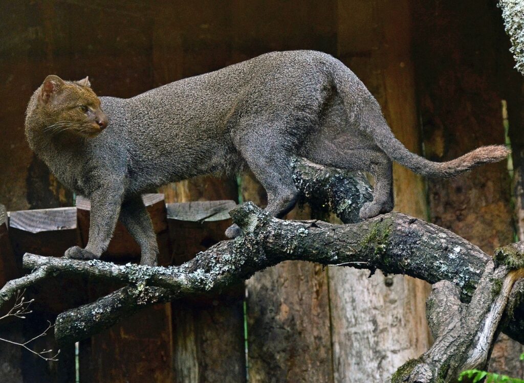 Jaguarundi ( Puma yagouaroundi )