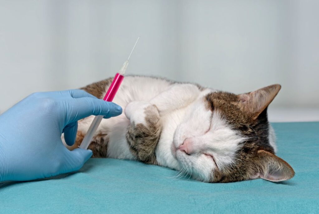 Cat Core Vaccines